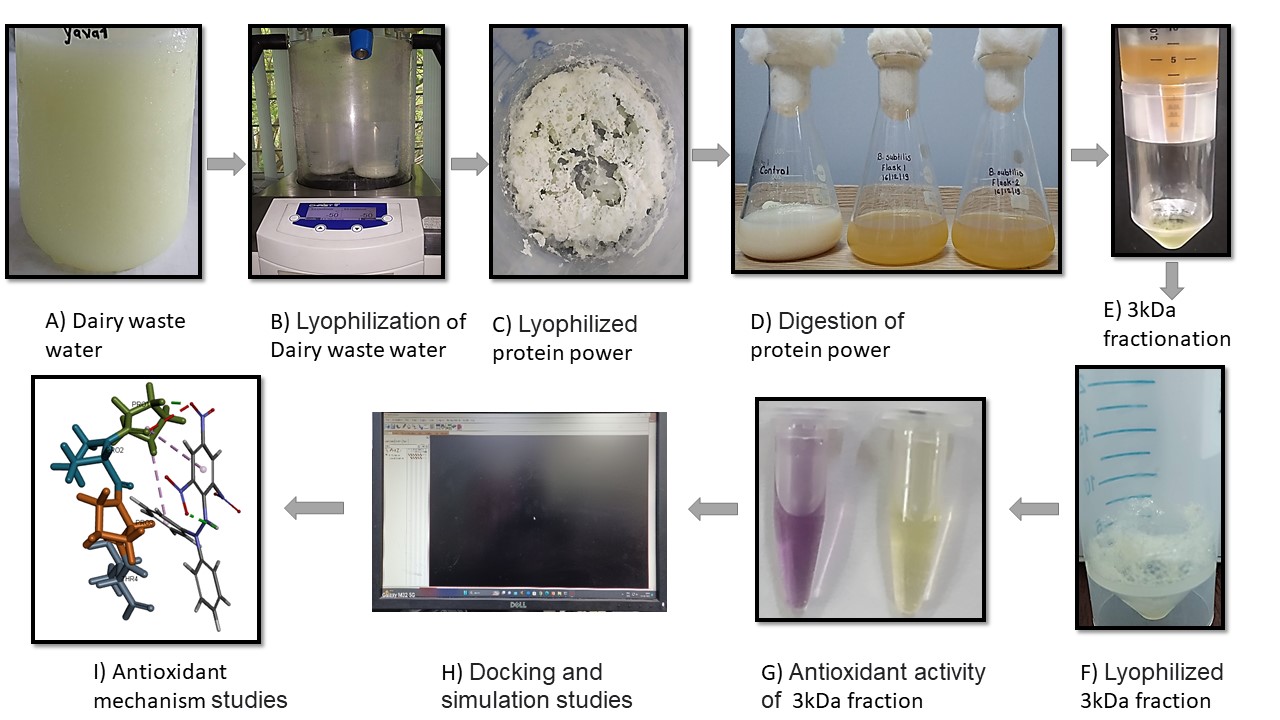 Isolation, Purification, and Identification of Antioxidant Peptides from Wastewater of Cheese Making Industry
