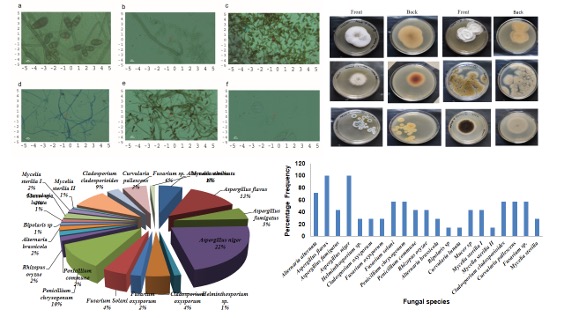 Enumeration of Aeromycoflora Diversity in the Central Library of Kalinga University

