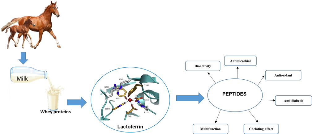 In Silico Determination of Physicochemical Properties of Lactoferrin Peptides Isolated from Equine Milk

