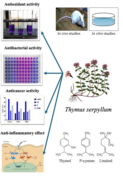 Pharmacological Composition of Thymus Serpyllum and Its Components
