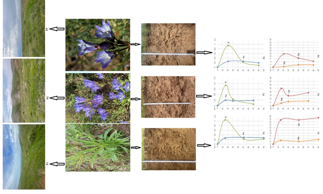 Ecological Monitoring of G. olivieri Griseb Populations, A Medicinal and Food Plant
