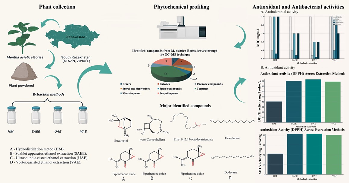Phytochemical Profiling of Mentha asiatica Boriss. Leaf Extracts: Antioxidant and Antibacterial Activities
