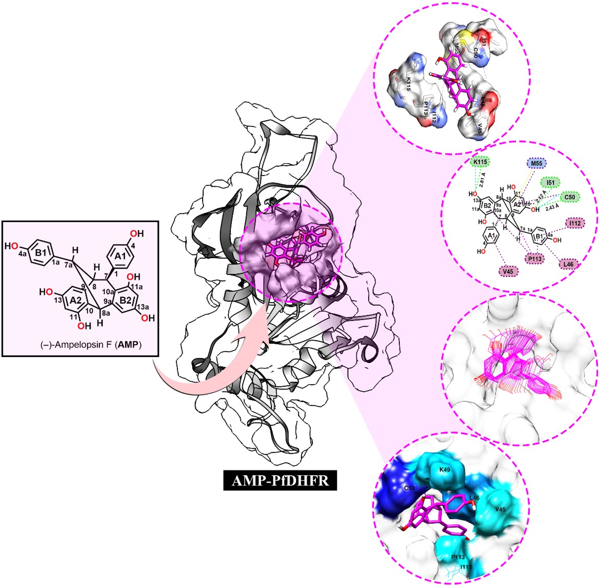 (-)-Ampelopsin F from Dryobalanops oblongifolia against Plasmodium falciparum&nbsp;Dihydrofolate Reductase Thymidylate Synthase &ndash; Quadruple Mutant: A Guide to In Silico Drug Design
