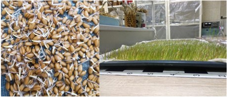 Extraction of Plant Growth Regulators and Their Impact on the Growth Processes of Cereal Crops
