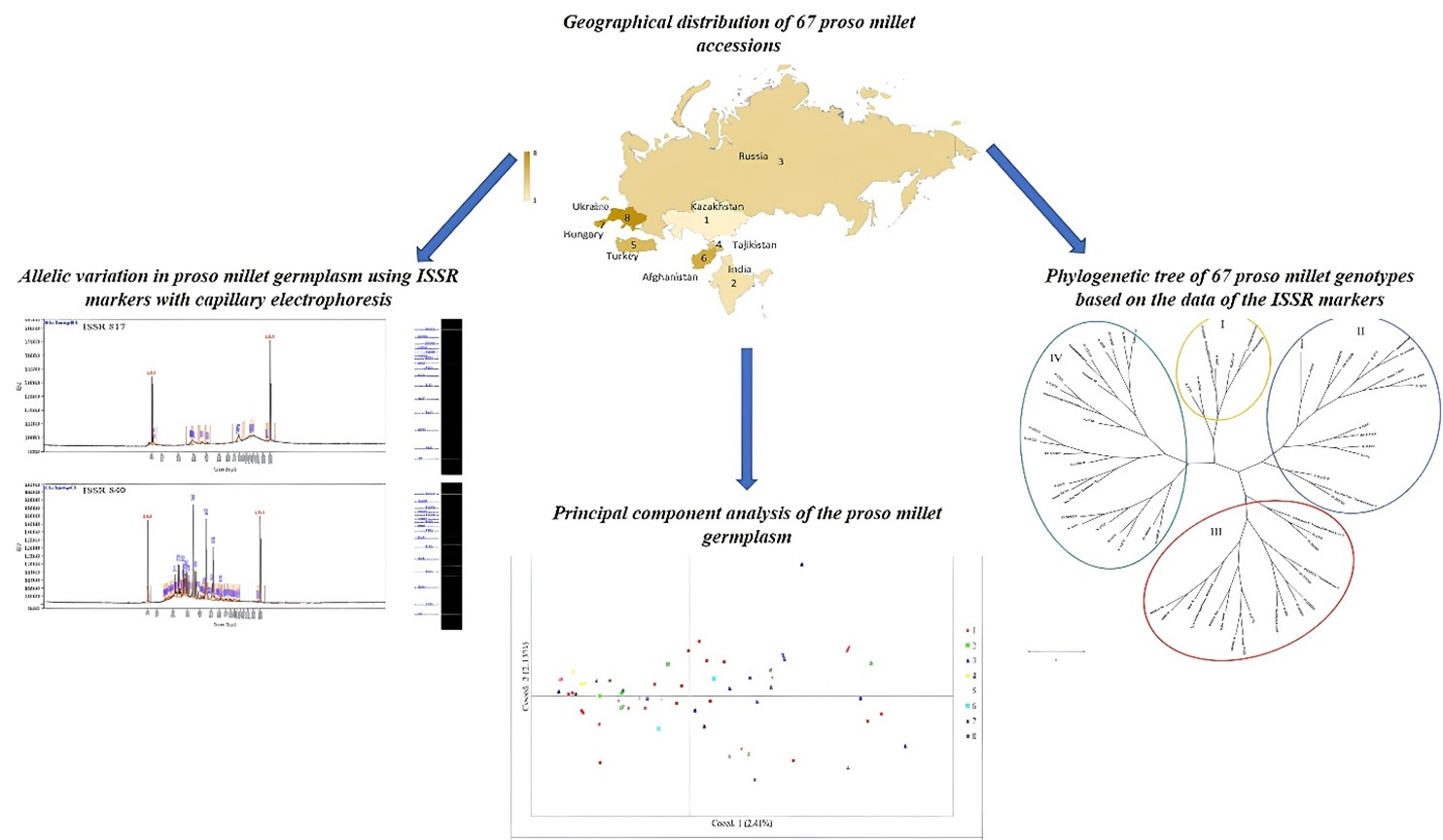 Application of&nbsp;Inter-Simple Sequence Repeat Markers in Genetic Variance Detection of Proso Millet (Panicum miliaceum L.) Germplasm Cultivated in Kazakhstan&nbsp;
