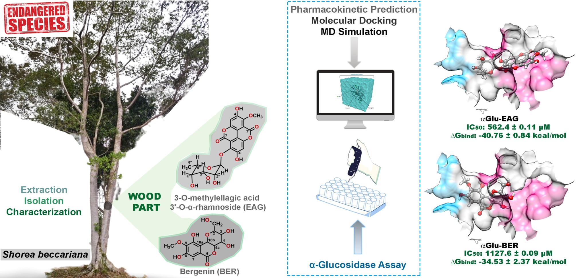 &alpha;-Glucosidase Enzyme Inhibitors from Shorea beccariana, Pharmacokinetic and Mechanism Insights through In vitro and In silico Studies
