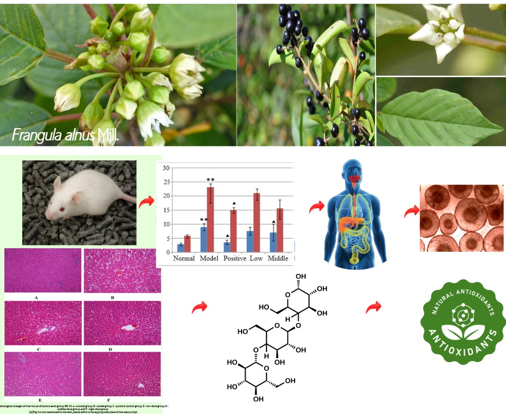 Study on the Preventive Effects of Frangula alnus Extract in Alcohol-Induced Liver Damage in C57BL/6 Mice

