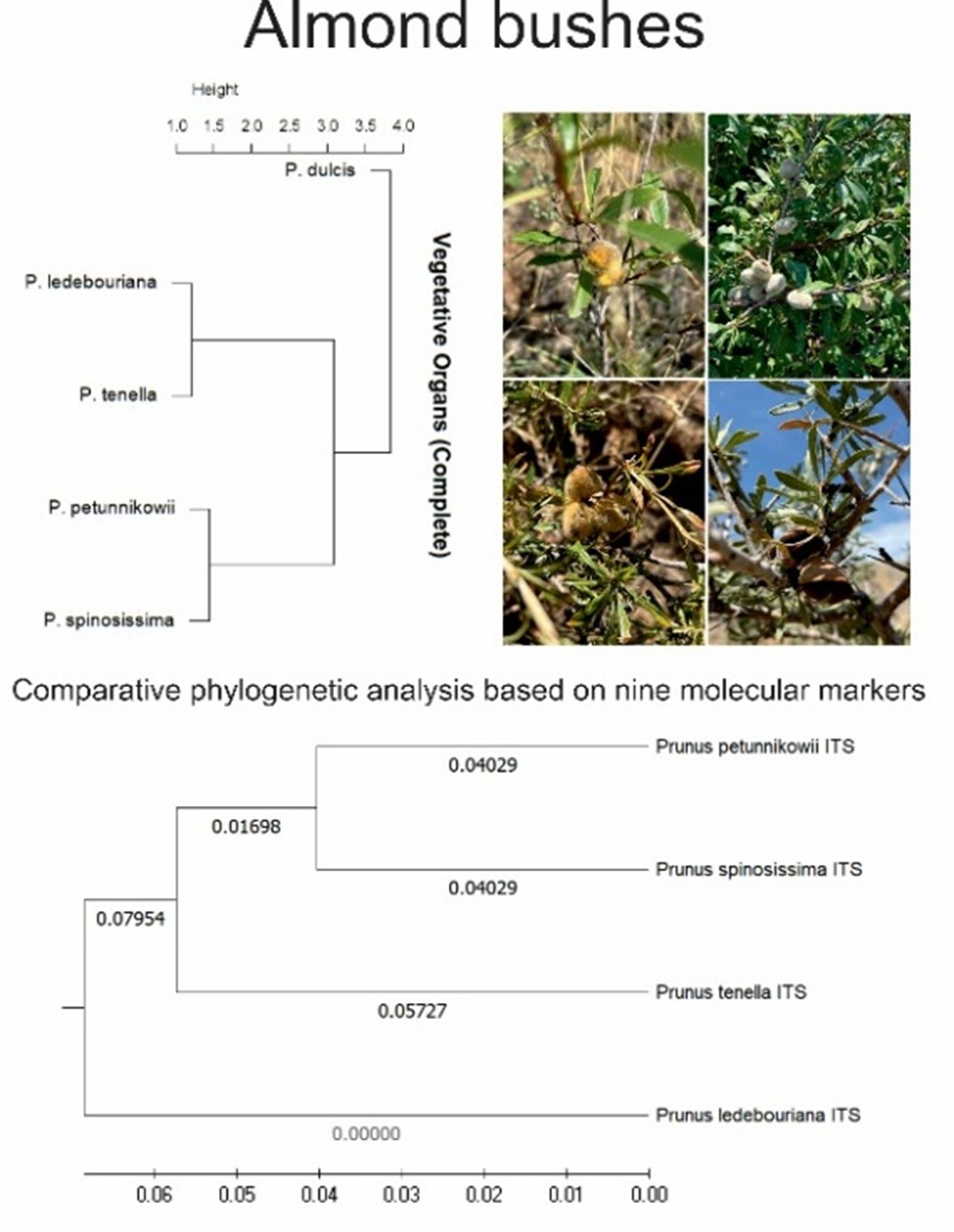Valuable Morphological Traits and Genetic Resources of Wild Almond Relatives in Kazakhstan
