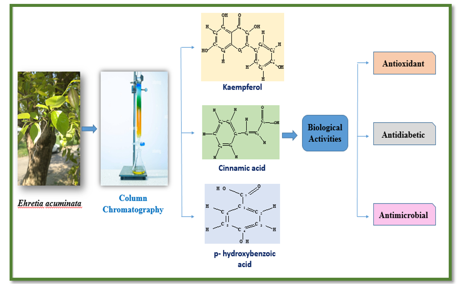 Isolation, Characterization, and Utilization of Secondary Metabolites from Ehretia acuminata: Bioactive Compounds for Pharmaceutical and Industrial Applications
