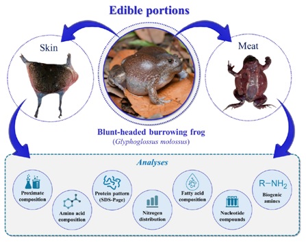 Chemical and Nutritional Composition of the Edible Portions of Blunt-Headed Burrowing Frog (Glyphoglossus molossus) as an Alternative Protein Source
