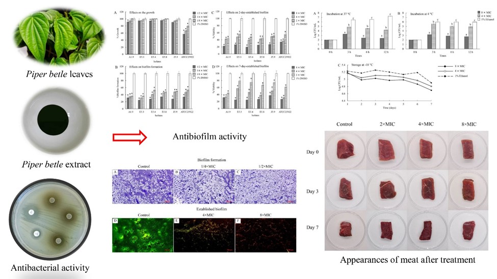 Piper betle Leaf Extract Inhibits Escherichia coli O157:H7 Biofilms and Prevents Bacterial Adhesion on Beef during Storage&nbsp;

