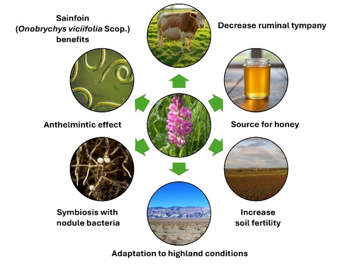 Oncoming Feed and Food Security "Heal-all": Sainfoin (Onobrychys viciifolia Scop.)

