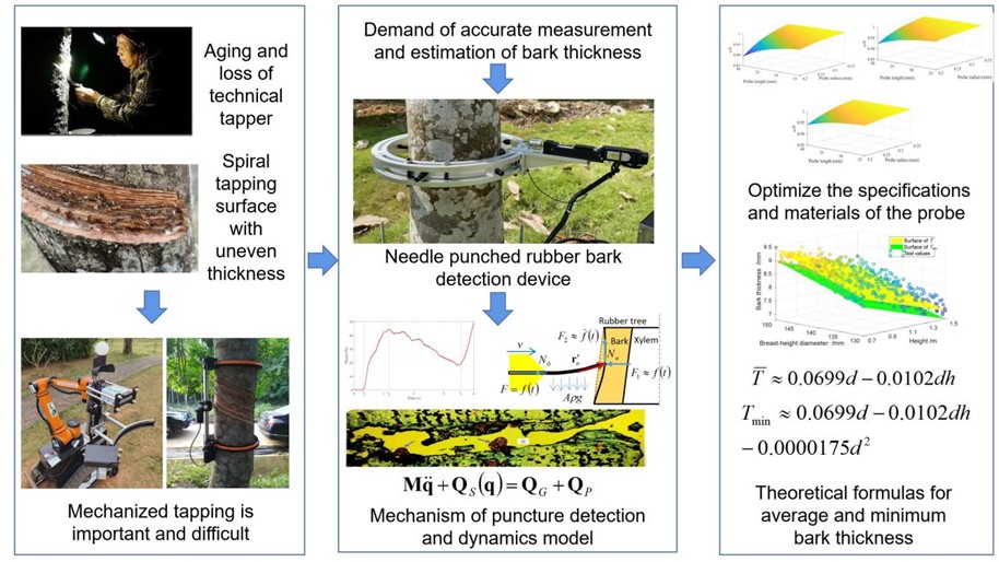 The Research of Distribution Pattern of Rubber Tree Bark Thickness based on Needle Puncture Detection and Dynamic Analysis
