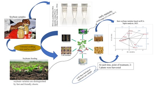 Comparative Assessment of Different Soybean Genotypes (Glycine max [L.] Merr.) for Early Maturity and Cold Resistance
