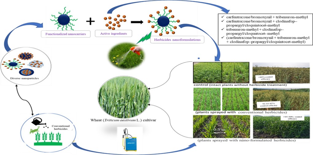 Impact of Nano-based Herbicide Formulations Compared with Conventional Herbicides on Ameliorating Weed Management in Wheat (Triticum aestivum L.)&nbsp;

