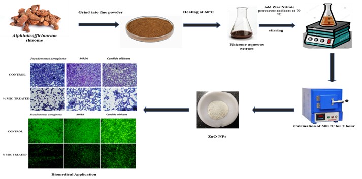 Green Synthesis and Characterization of Zinc Oxide Nanoparticles using Alpinia Officinarum Rhizome Extract for Antimicrobial, Antioxidant and Anti-biofilm Applications
