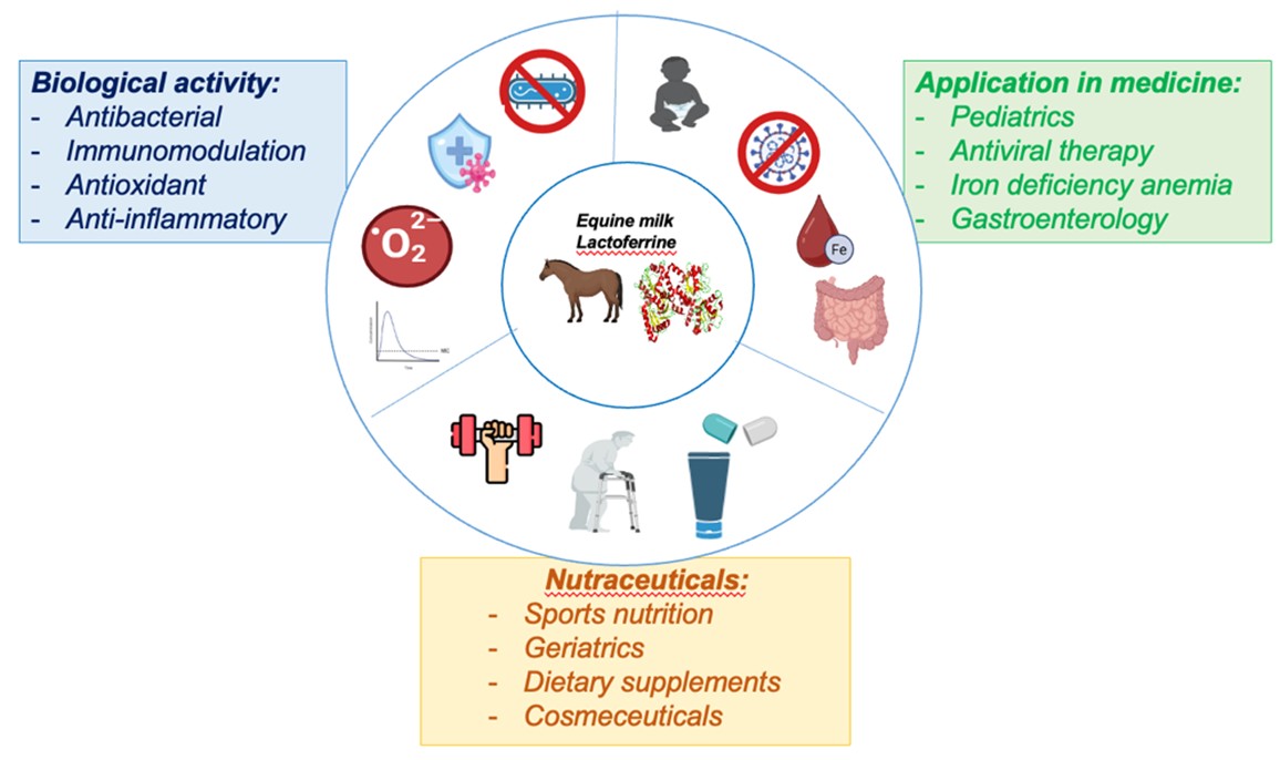 Equine Milk Lactoferrin: Current Evidence and Future Prospects in Medicine and Nutraceuticals
