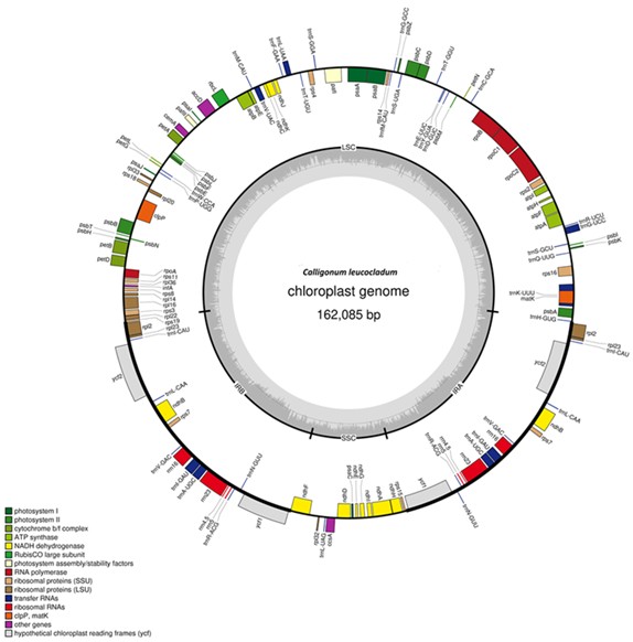 Comparative Chloroplast Genomics of Calligonum leucocladum from Kazakhstan: Genetic Basis for Arid Adaptation and Agroforestry Applications
