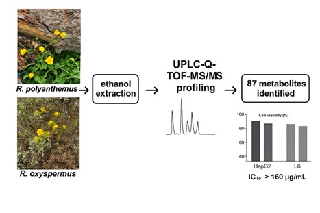 Comparative Phytochemical Profiling and Cytotoxic Activity of Ranunculus polyanthemus Linnaeus and Ranunculus oxyspermus M.B. Extracts on HepG2 Hepatocellular Carcinoma and L6 Myoblasts
