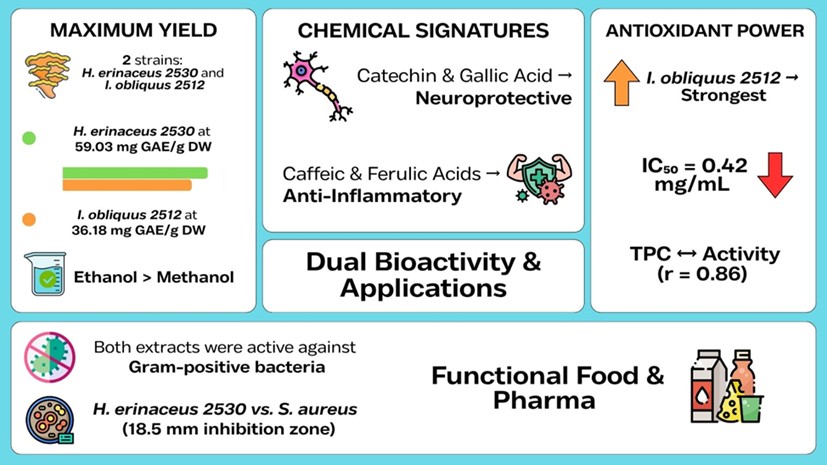 Polyphenols of Hericium erinaceus and Inonotus obliquus Mushrooms and their Antioxidant Potential&nbsp;
