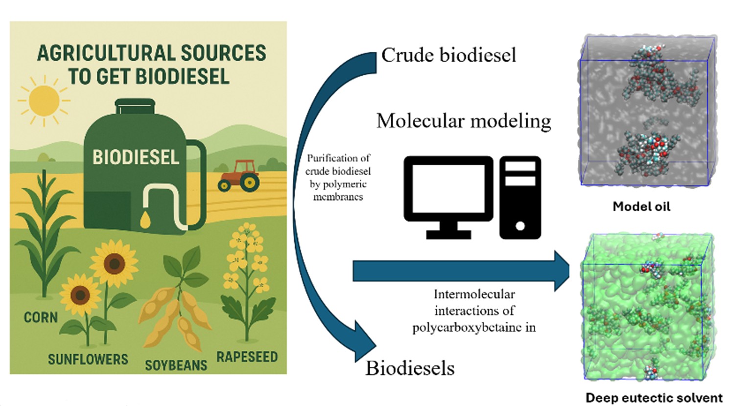 Multiscale Molecular Modeling of Amphiphilic Polycarboxybetaine Interactions in Hydrocarbon and Deep Eutectic Solvent Environments for Sustainable Agricultural Biodiesel Purification
