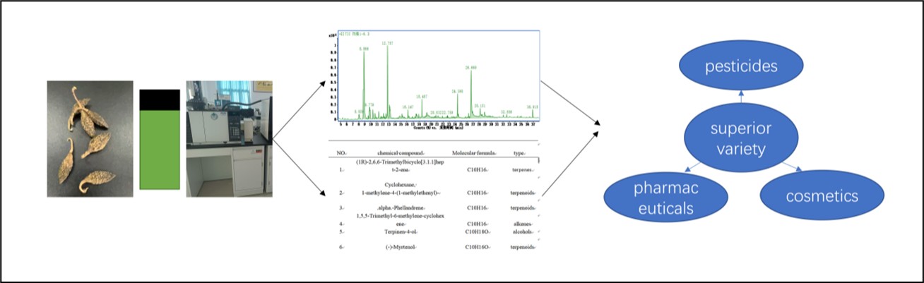A Study on Dynamic Changes of Volatile Components in Forsythia Fruits from Different Genetically Provenances Based on Gas Chromatography-Mass Spectrometry and Chemometrics
