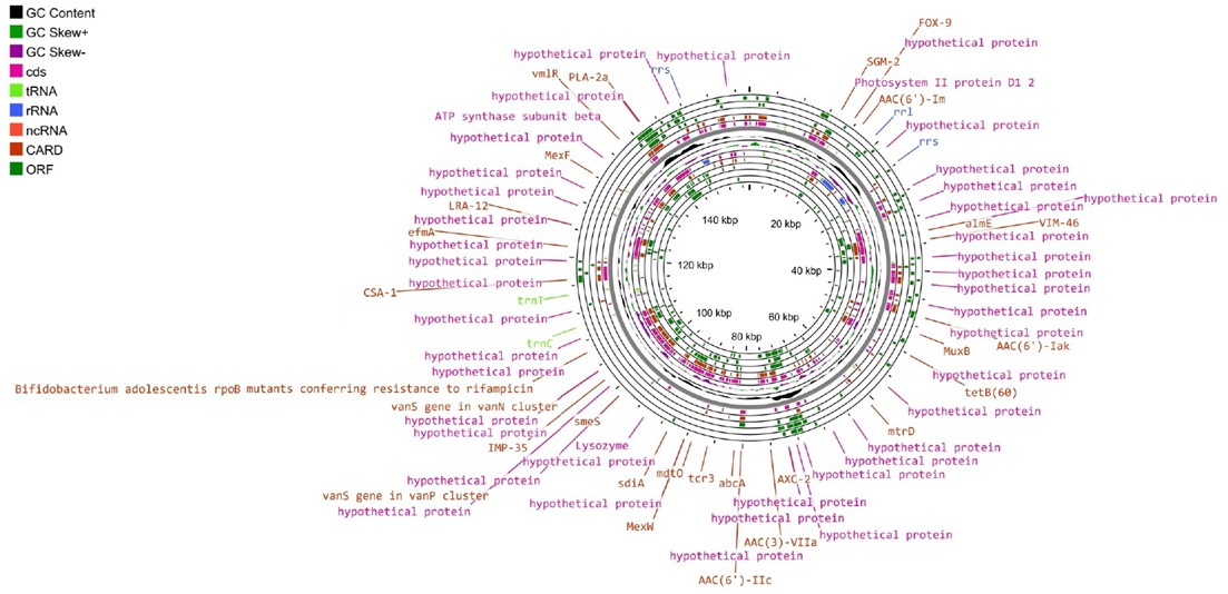Unravelling the Chloroplast Genome of the Rare Relict Xerophytic Plant Malacocarpus crithmifolius using MinION Long-Read Sequencing: Insights from Arid Ecosystems of Central Asia (Mangystau, Kazakhstan)
