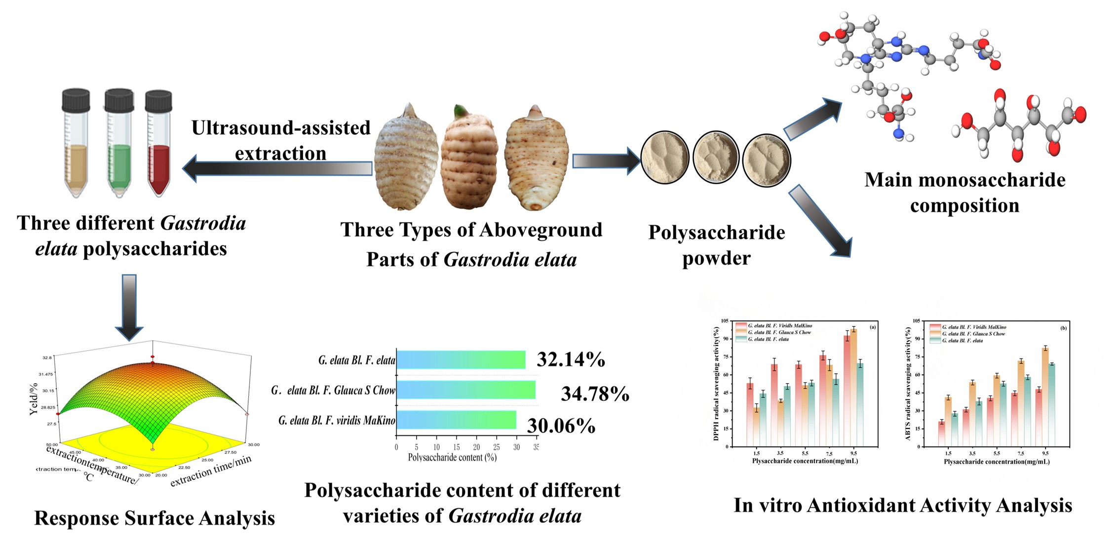 Determination of Polysaccharide Content, Optimization of Extraction Conditions, Monosaccharide Composition and Antioxidant Activity Study in Different Varieties of Gastrodia elata Blume
