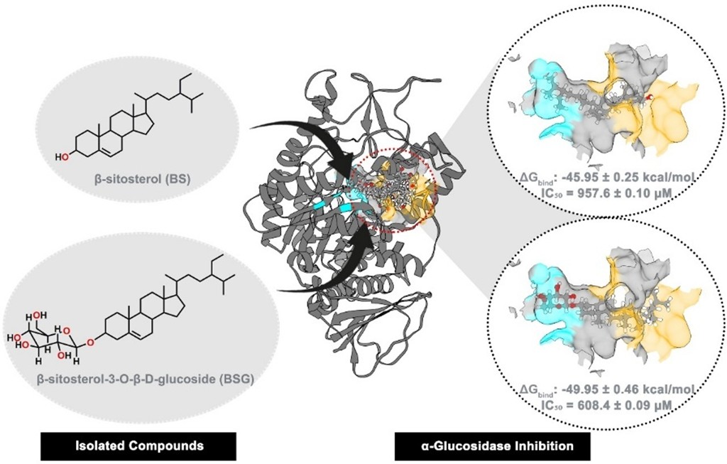 Pharmacokinetic and Inhibitory Properties of Phytosterols from Shorea beccariana Against &alpha;-Glucosidase: Integrated in vitro and in silico Studies
