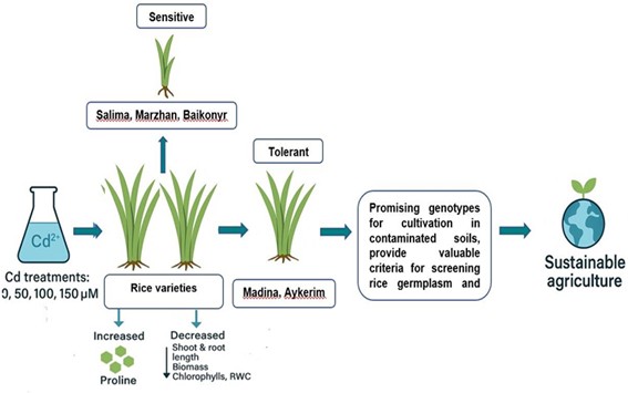 Cadmium Stress Responses in Rice Cultivars: Identifying Physiological Traits for Resilient and Safe Rice Production
