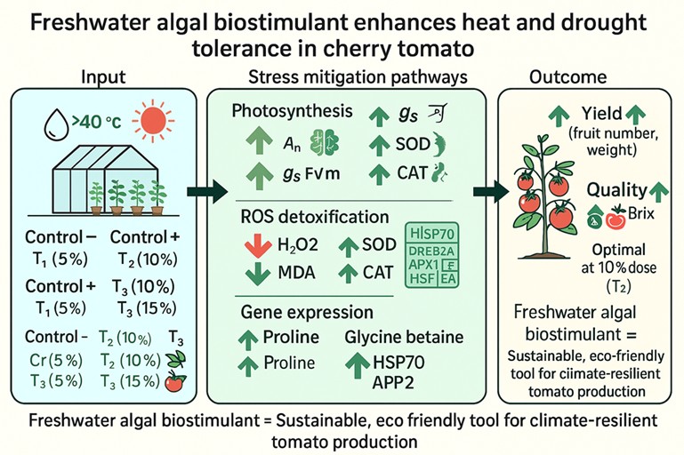 Freshwater Algal Biostimulant Improves Heat and Drought Tolerance in Cherry Tomato under High-Temperature Greenhouse Conditions
