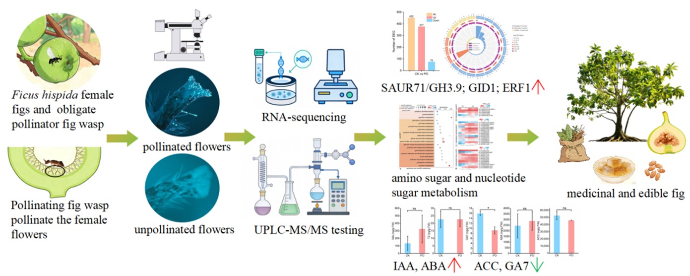 The Development of Seeds in a Medicinal and Edible Ficus Species: Transcriptome Analysis Focusing on Hormone Dynamics and Related Signaling Genes in Ficus hispida
