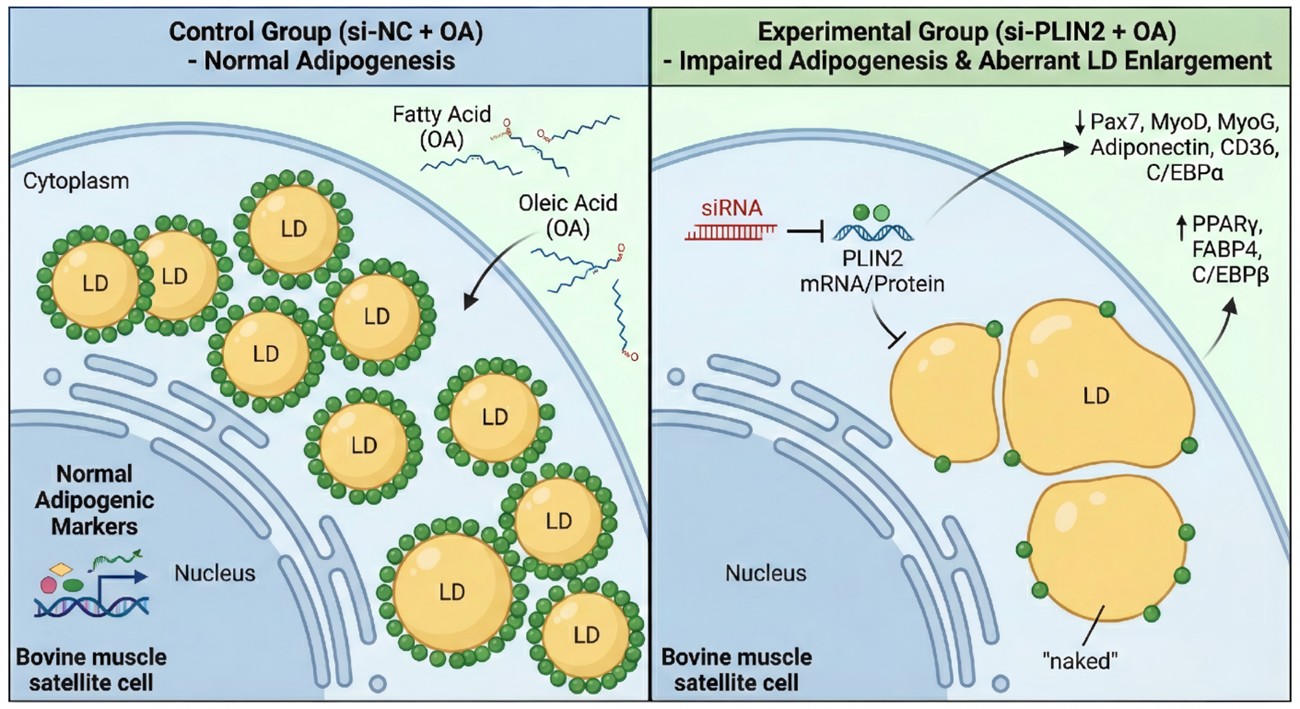 Silencing of Perilipin 2 Attenuates Lipid Accumulation and Impairs Adipocyte Development in Oleic Acid-Treated Bovine Muscle Satellite Cell
