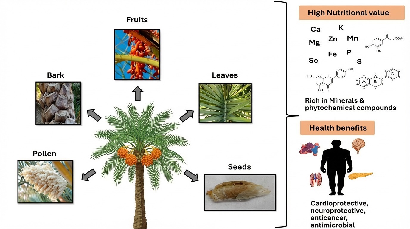 An Overview of the Date Palm (Phoenix dactylifera): A Natural Powerhouse for Human Nutrition and Health
