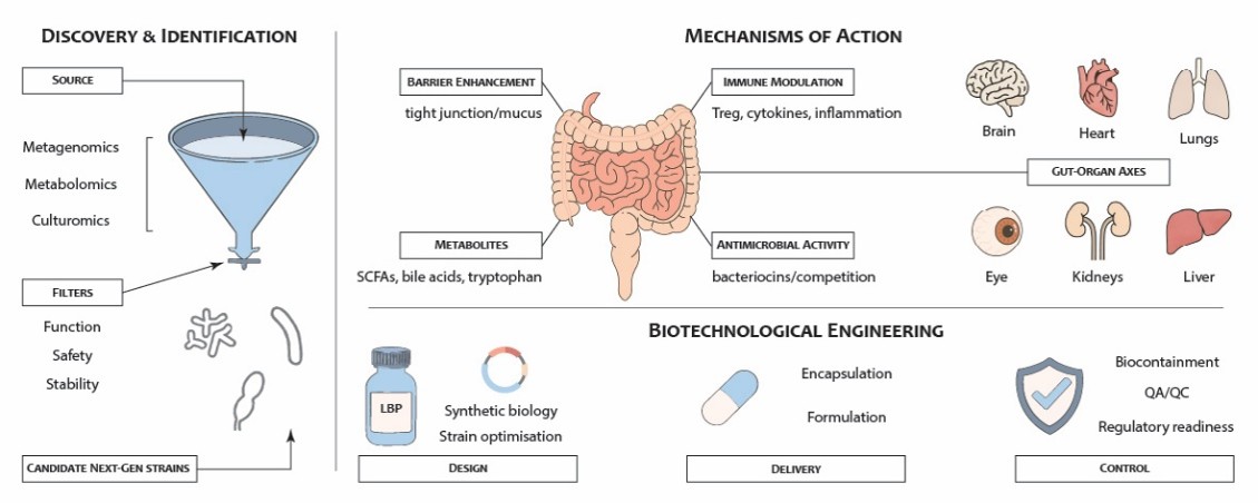 An Overview of Next-Generation Probiotics: From Discovery to Engineering
