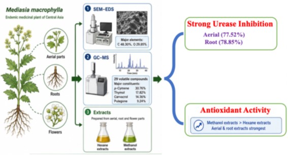 Comprehensive Phytochemical Profiling and Biological Evaluation of Mediasia macrophylla: Antioxidant and Enzyme Inhibitory Activities
