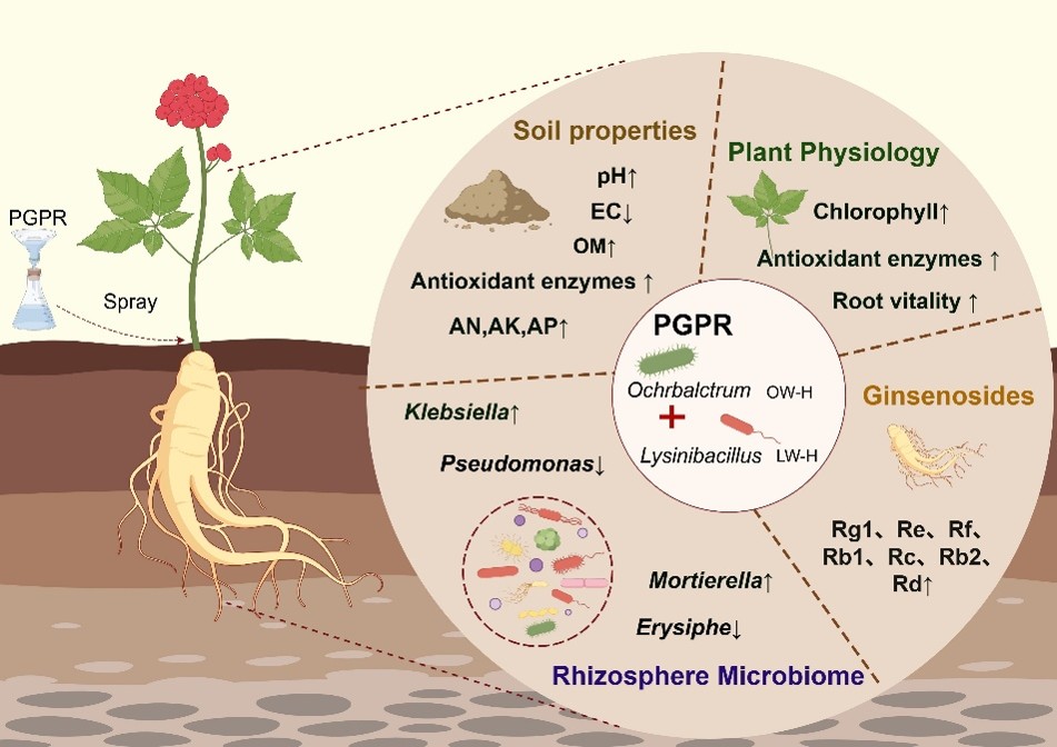 Effects of Plant Growth-Promoting Rhizobacteria on Ginseng Physiology, Ginsenoside Accumulation and Rhizospheric Soil Properties
