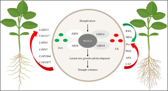 CsWOX11 Interacts with CsARF6/8 and CsLBD16/18 to Coordinate Lateral Root Development and Drought Responses in Citrus
