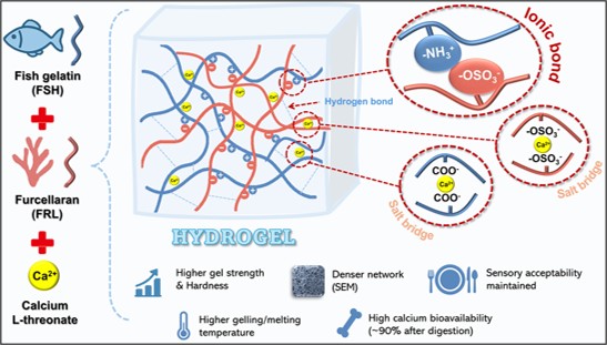 Furcellaran and Calcium L-threonate Synergistically Reinforce the Structural and Functional Properties of Fish Gelatin Hydrogels
