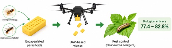 Improvement of Rearing, Encapsulation, and Application Technologies for Entomophages Trichogramma spp. and Habrobracon hebetor in the Biological Control of Tomato Lepidopteran Pests in Southern and Southeastern Kazakhstan
