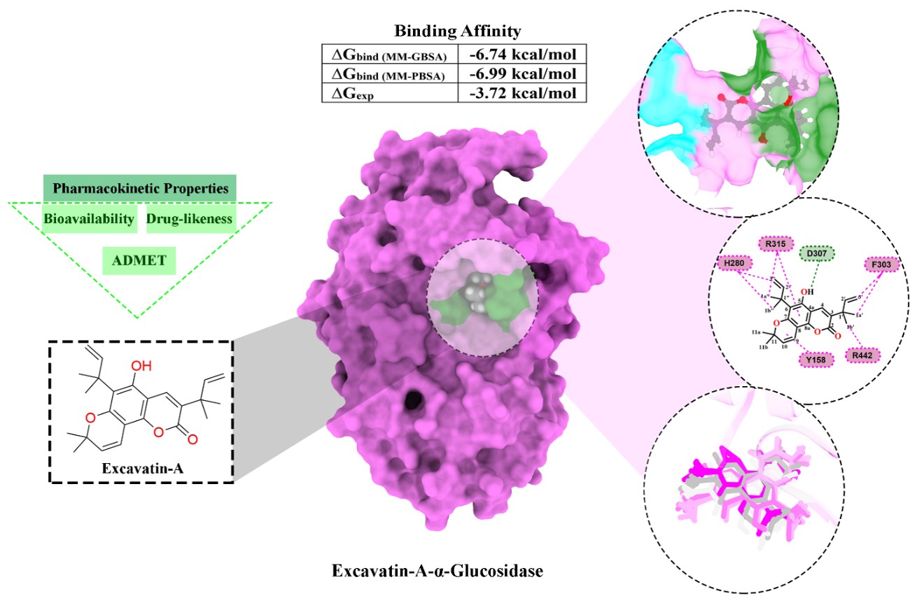 Molecular Insights into the Antidiabetic Potential of Excavatin-A as an &alpha;-Glucosidase Inhibitor: An Integrated Molecular Docking and Molecular Dynamics Study
