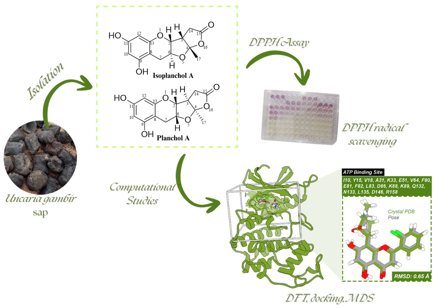 Isoplanchol A, a New Phenolic Stereoisomer from Uncaria Gambir Sap with Antioxidant and Predicted Cyclin-Dependent Kinase 1 Binding Potential
